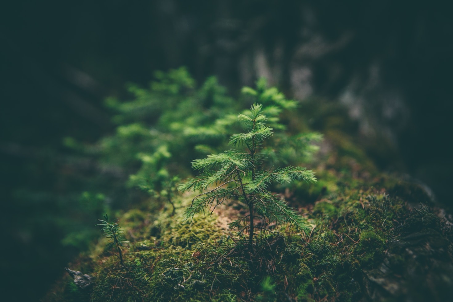 Simple Swaps to Make Your Home Greener